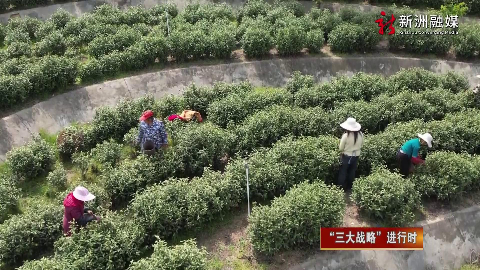 三大战略新洲区农业[00-00-58][20251006-112213917].jpg